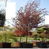 Sierappel (Malus 'Profusion' )