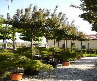 Sierappel als dakboom (Malus 'Profusion')