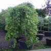 Moerbei als treurboom (Morus alba 'Pendula')