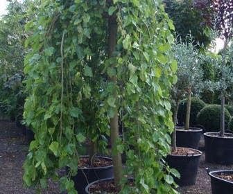 Moerbei als treurboom (Morus alba 'Pendula')