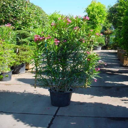 Nerium Oleander leivorm