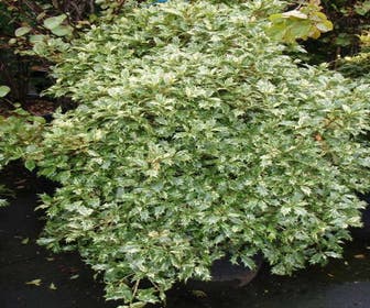 Schijnhulst (Osmanthus heterophyllus 'Goshiki')