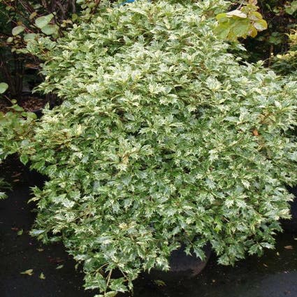 Schijnhulst (Osmanthus heterophyllus 'Goshiki')