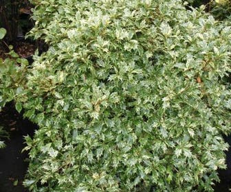 Schijnhulst (Osmanthus heterophyllus 'Goshiki')