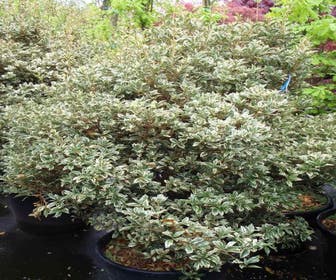 Schijnhulst (Osmanthus heterophyllus 'Variegatus')