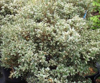 Schijnhulst (Osmanthus heterophyllus 'Variegatus')