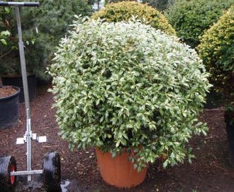 Schijnhulst in bolvorm (Osmanthus heterophyllus 'Goshiki')