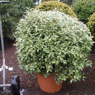 Schijnhulst in bolvorm (Osmanthus heterophyllus 'Goshiki')