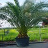 Canarische dadelpalm (Phoenix canariensis)