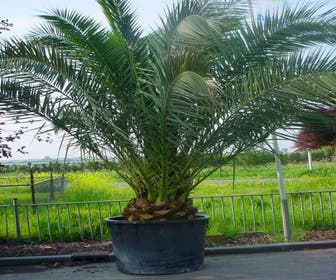 Canarische dadelpalm (Phoenix canariensis)