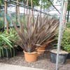 Nieuw Zeelands vlas (Phormium tenax 'Purpureum')
