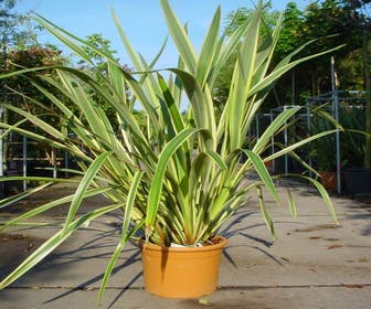Nieuw Zeelands vlas (Phormium tenax 'Variegatum')