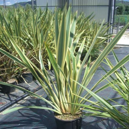 Nieuw Zeelands vlas (Phormium tenax 'Variegatum')