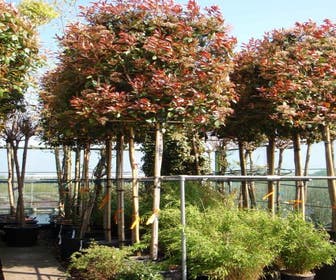 Glansmispel als leiboom (Photinia fraseri 'Red Robin')