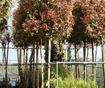 Glansmispel als leiboom (Photinia fraseri 'Red Robin')