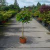 Glansmispel op stam (Photinia fraseri 'Red Robin')