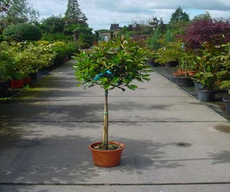 Glansmispel op stam (Photinia fraseri 'Red Robin')