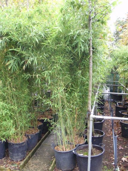Groene bamboe