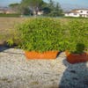 Bamboe als meeneemhaag (Phyllostachys aurea)