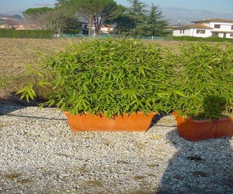 Bamboe als meeneemhaag (Phyllostachys aurea)