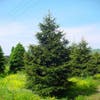 Kaukasische spar (Picea orientalis 'Aureospicata')