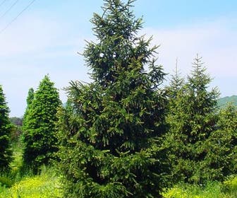 Kaukasische spar (Picea orientalis 'Aureospicata')