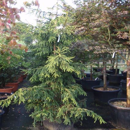 Picea orientalis Aureospicata