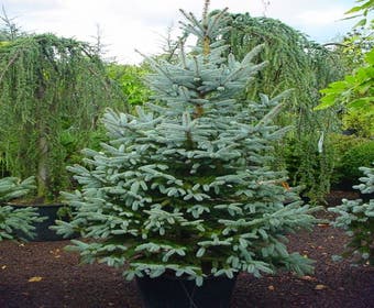 Amerikaanse blauwe spar (Picea pungens 'Fat Albert')