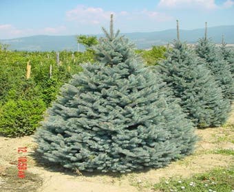 Zilverden (Picea pungens 'Koster')