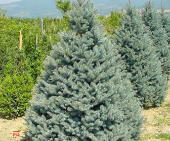 Zilverden (Picea pungens 'Koster')