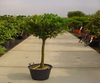 Laurierkers op stam (Prunus laurocerasus 'Otto Luyken')