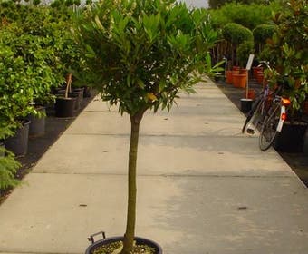 Laurierkers op stam (Prunus laurocerasus 'Otto Luyken')