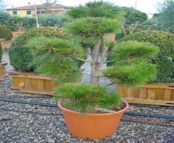 Den als bonsai (Pinus nigra nigra)