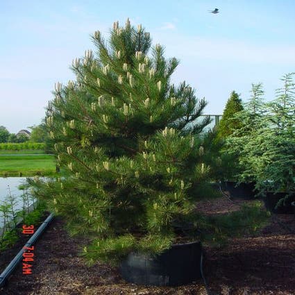 Oostenrijkse bergden (Pinus nigra nigra)