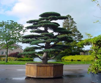 Den als bonsai (Pinus penthaphylla )