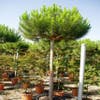 Parasolden (Pinus pinea)