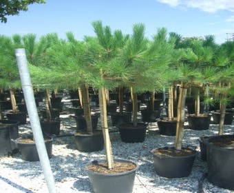 Parasolden op stam (Pinus pinea)