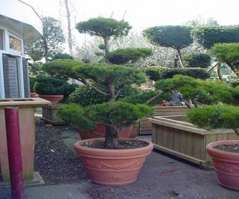 Grove Den als bonsai (Pinus sylvestris)