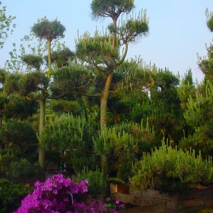 Grove Den als bonsai (Pinus sylvestris)