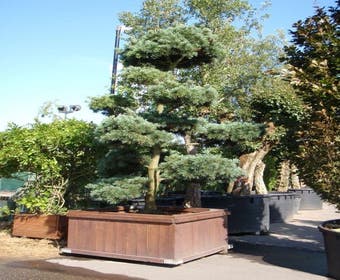 Blauwe Den als bonsai (Pinus parviflora 'Glauca')