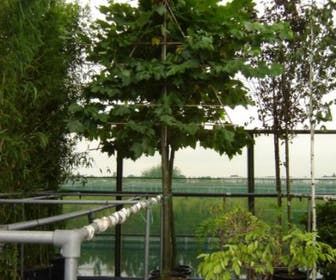 Leiplataan (Platanus hispanica)