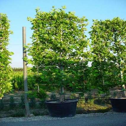 Plataan als leivorm (Platanus hispanica)