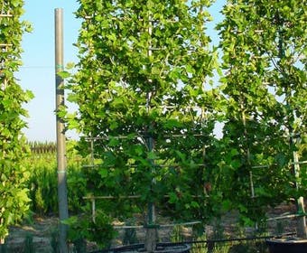 Plataan als leivorm (Platanus hispanica)