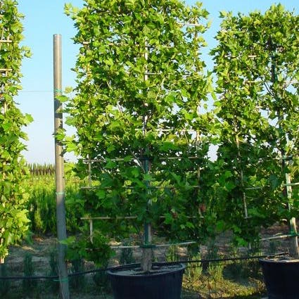 Plataan als leivorm (Platanus hispanica)