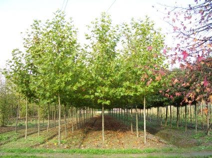 Platanus hispanica