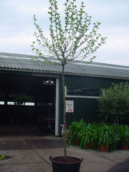 Platanus hispanica 'Alphen's Globe'