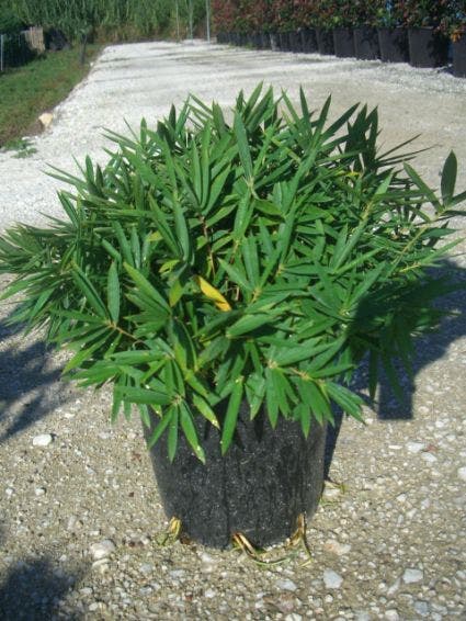 Dwergbamboe