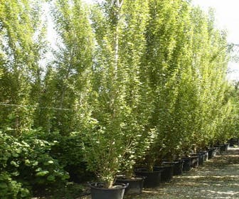 Italiaanse populier (Populus nigra 'Italica')