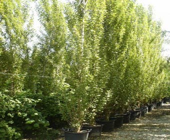Italiaanse populier (Populus nigra 'Italica')