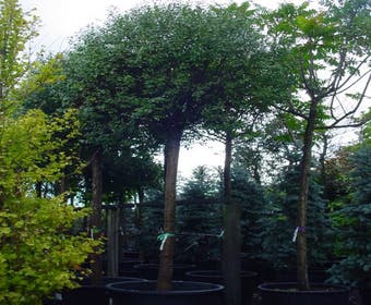 Bolprunus (Prunus eminens 'Umbraculifera')